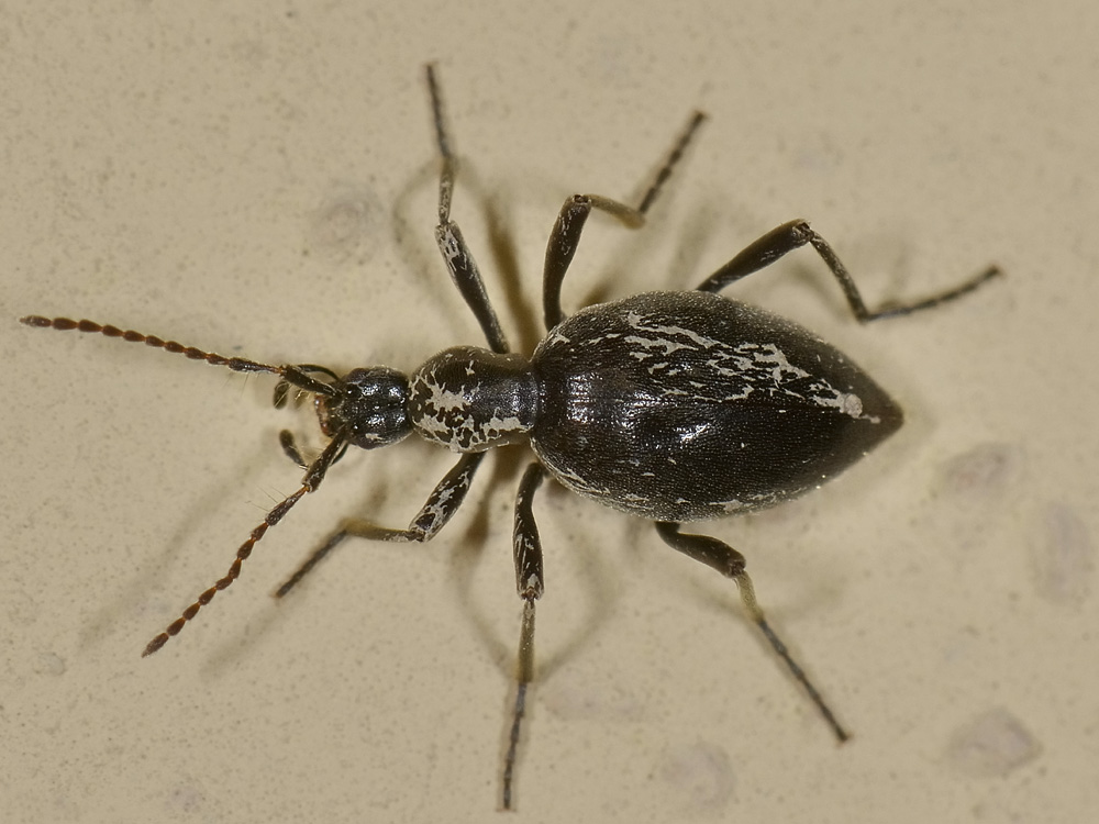 Scydmenidae: Palaeostigus heydenii e P. pilifer